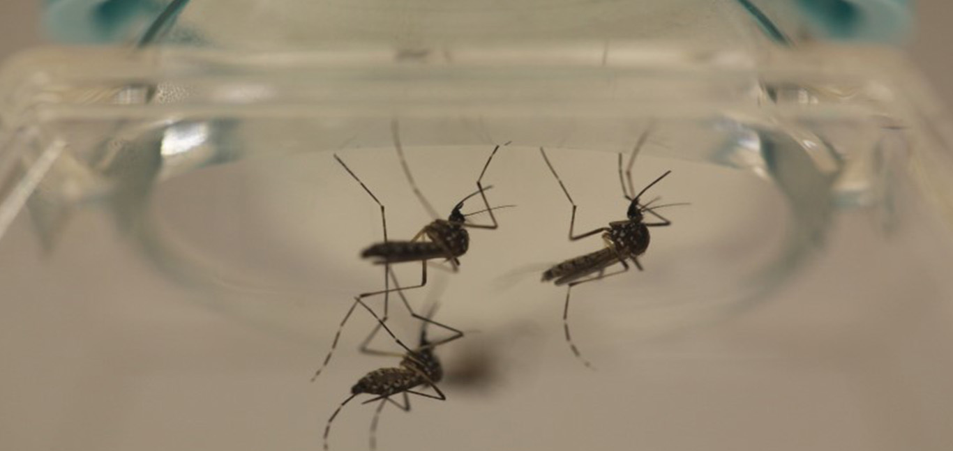 Ученые научили комаров не пить кровь