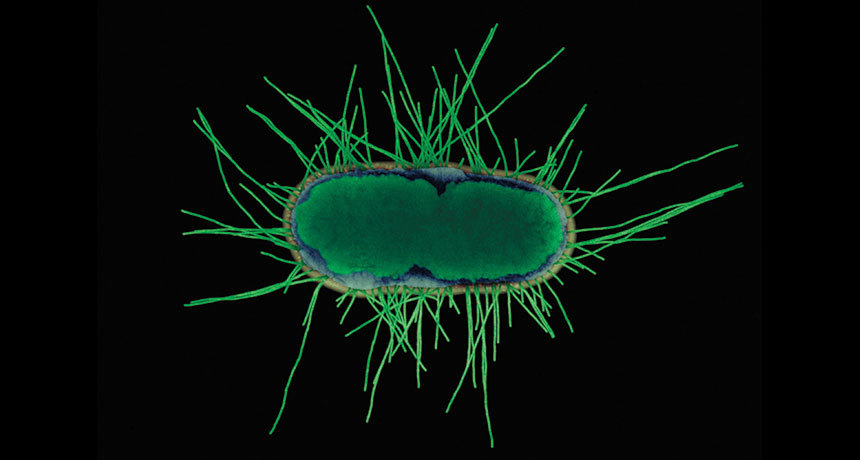 Обнаружены неубиваемые микробы