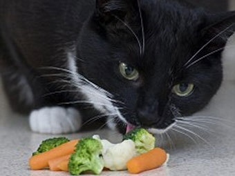 В Англии живет кот-вегетарианец