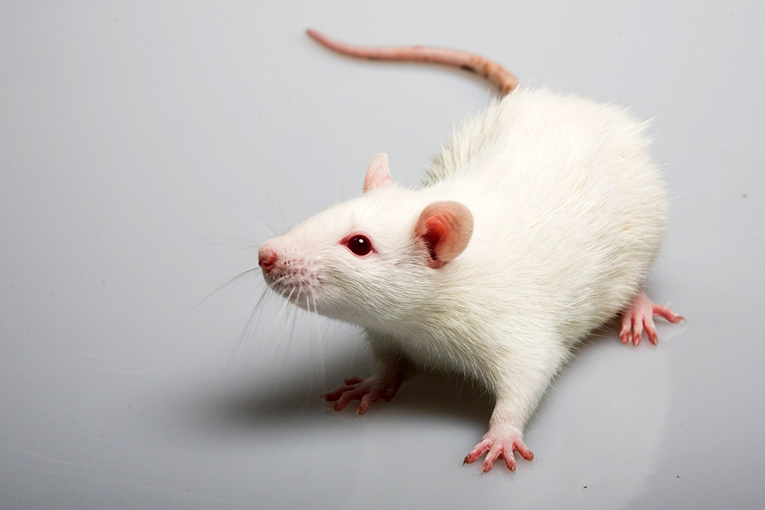 Учёные вылечили алкоголизм у крыс