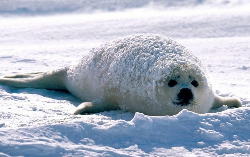 В Шотландии тюлени рассердились и напали на рыбака