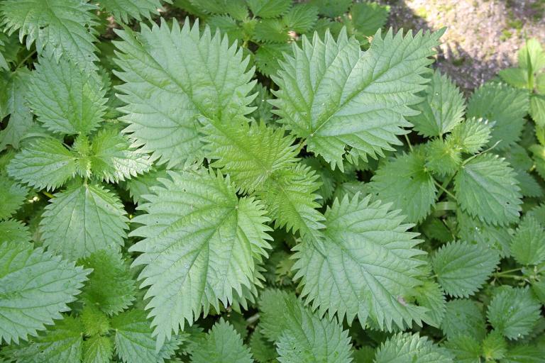 Крапива для салата