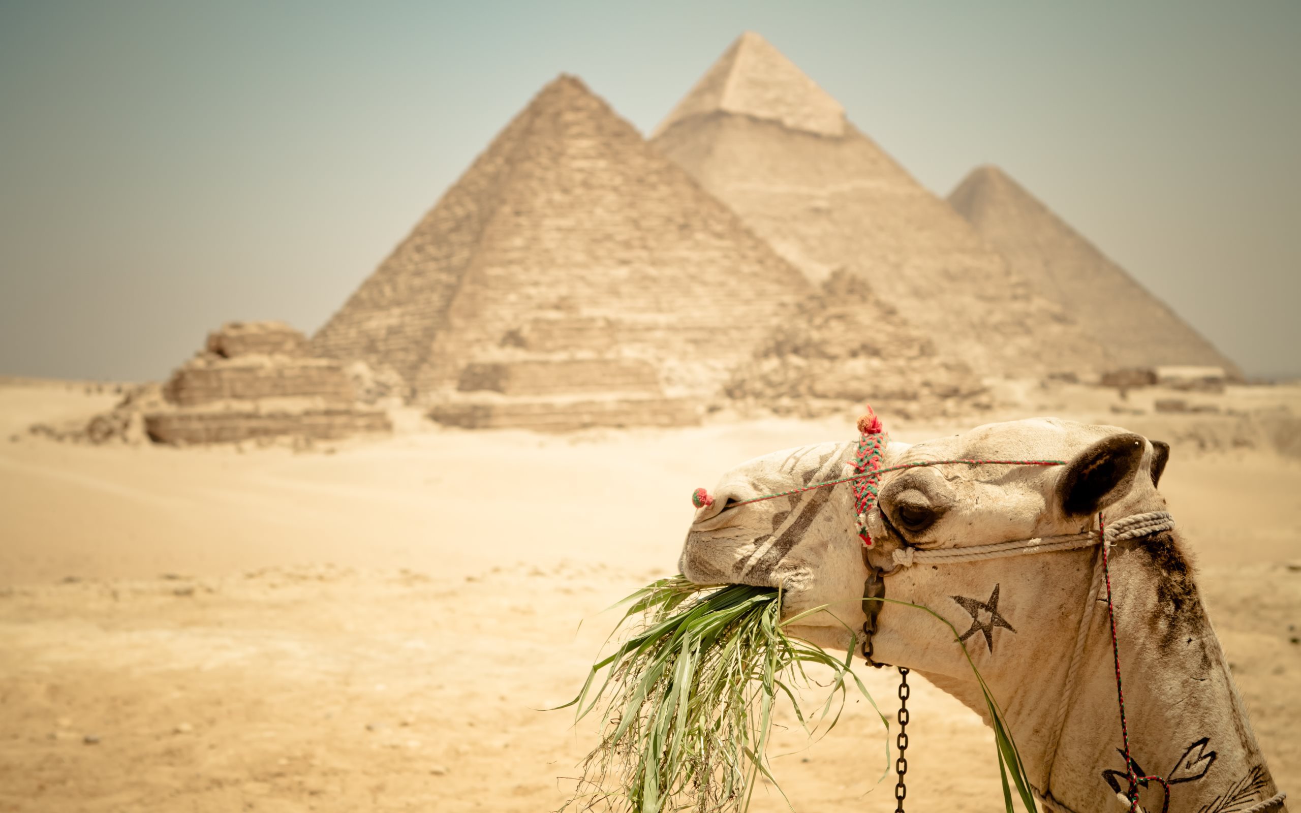 В Египте за объятия с женихом могут отчислить из Университета