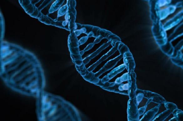 Ученые научились редактировать ДНК внутри матки