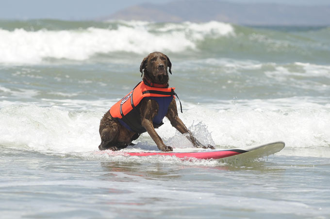 Собачий серфинг