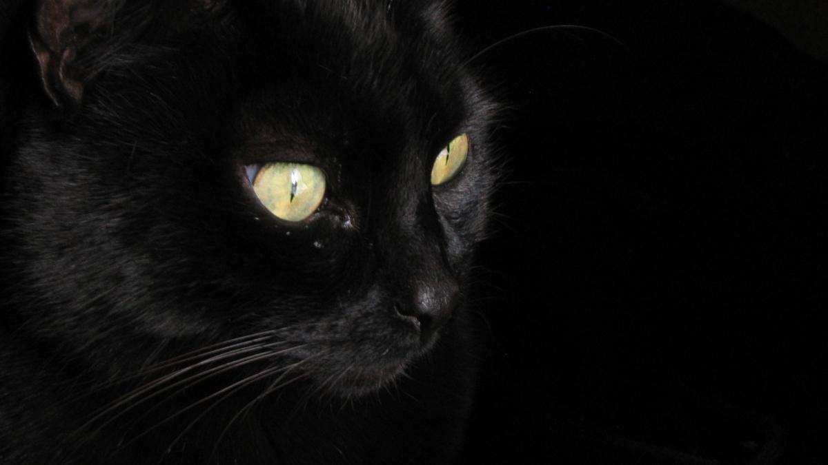 Черная кошка