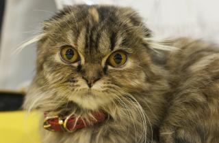 Психология кошек: как снизить тревогу и лучше ладить с питомцем