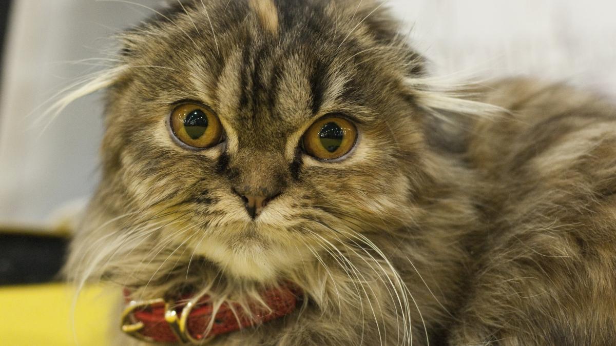 Шотландская вислоухая кошка