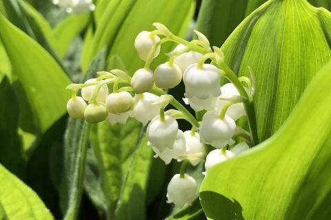 Безопасный джунгли-дизайн: как выбрать комнатные растения, которые не навредят вашим детям и кошкам