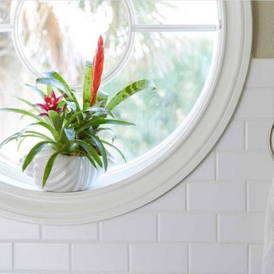 Толстянка, денежное дерево