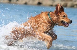 Дружба неизбежна: выбираем породу собаки, которая точно поладит с кошкой