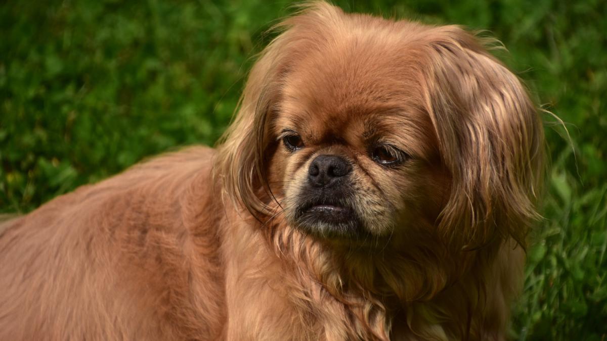 Недовольная собака