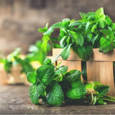 Чай на шишках с мятой и мёдом