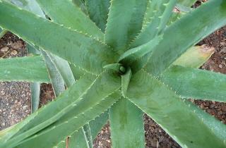 Алоэ вера для чувствительной кожи: как использовать эффективно + советы дерматолога