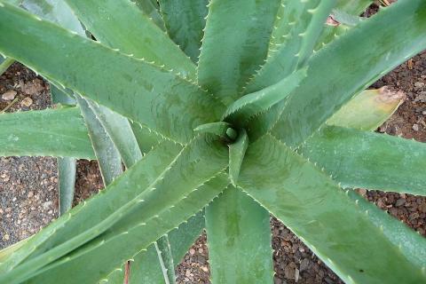 Алоэ вера для чувствительной кожи: как использовать эффективно + советы дерматолога