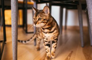 Блохи больше не страшны: 5 профессиональных средств для защиты кошки и дома – выбираем лучшее