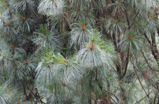 Как кедровая бочка влияет на фигуру: три факта, о которых вы не знали