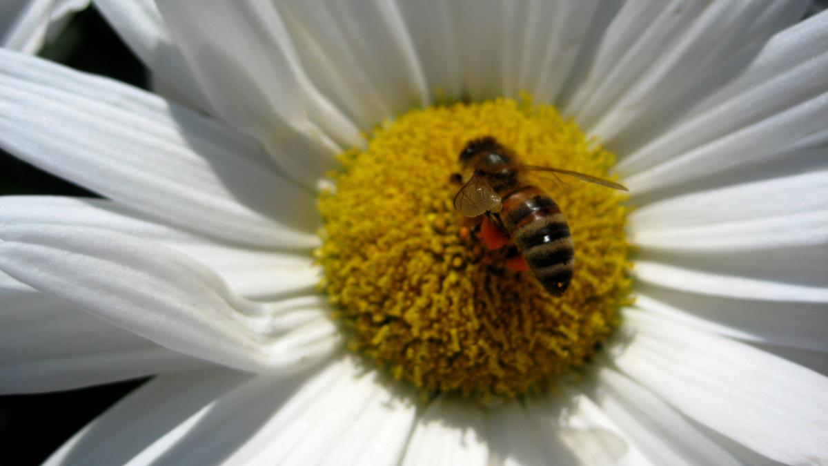 Пчела на цветке