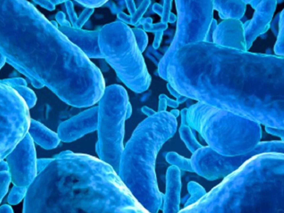 Пробиотики для стройности: как живые бактерии помогают в программе снижения веса