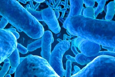 Пробиотики для стройности: как 