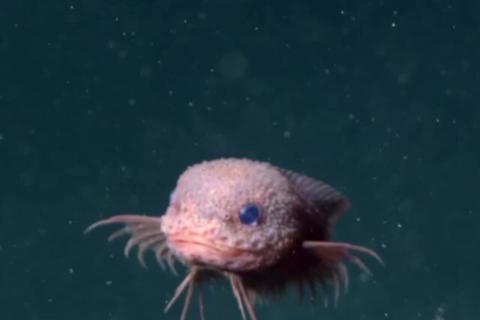 5 шагов к пониманию рыбьего интеллекта: зеркало как ключ к разгадке