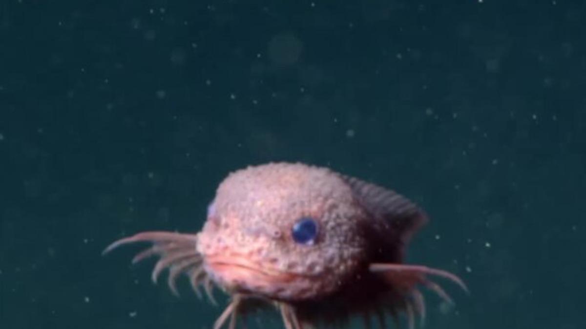 рыба-улитка