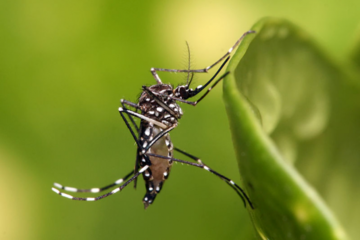 Жалящее лето: как избежать проблем от укусов насекомых