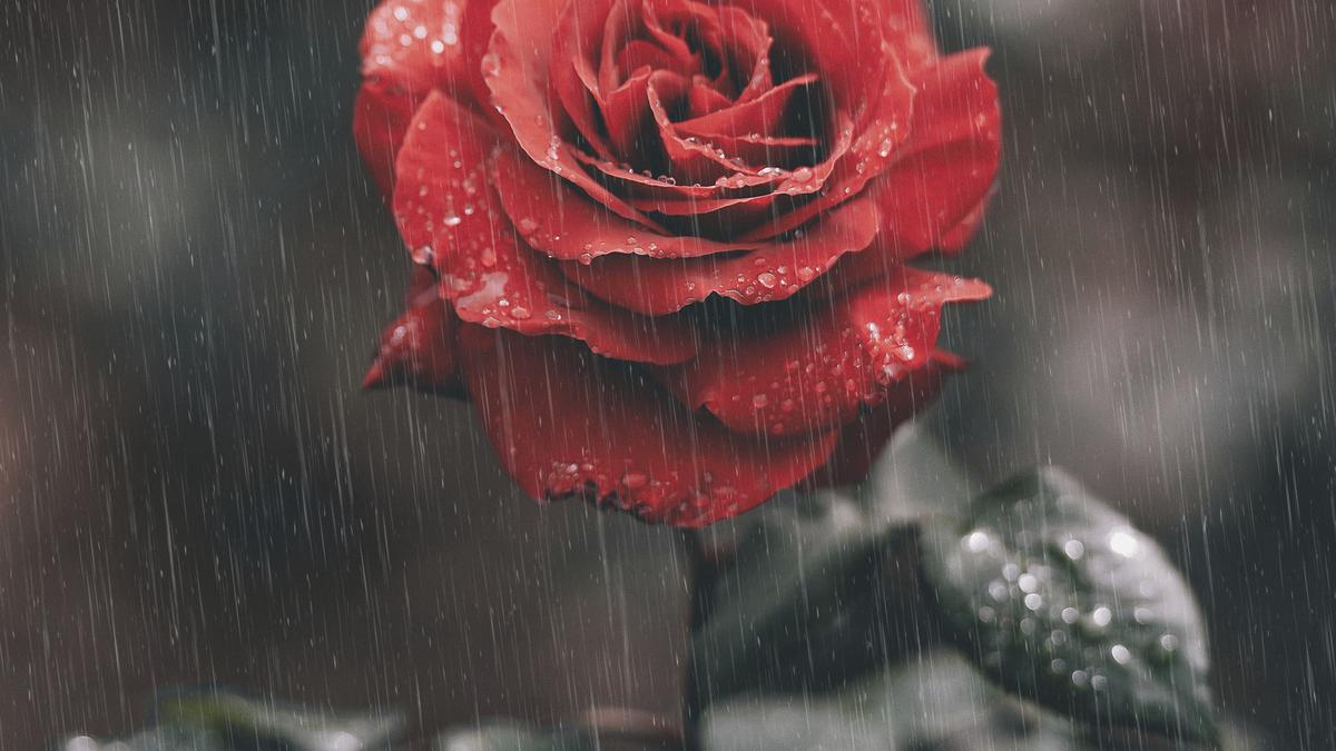 Роза под дождём