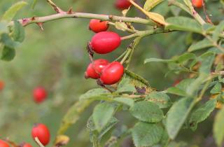 Масло шиповника: восстановление кожи за 7 дней – это реально? Проверьте сами