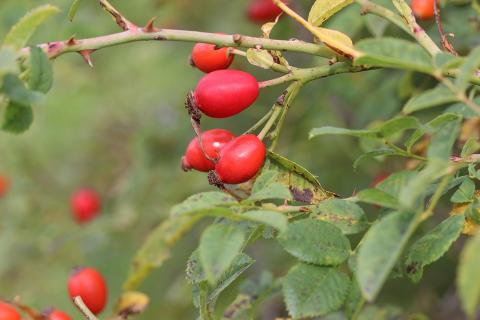 Масло шиповника: восстановление кожи за 7 дней – это реально? Проверьте сами