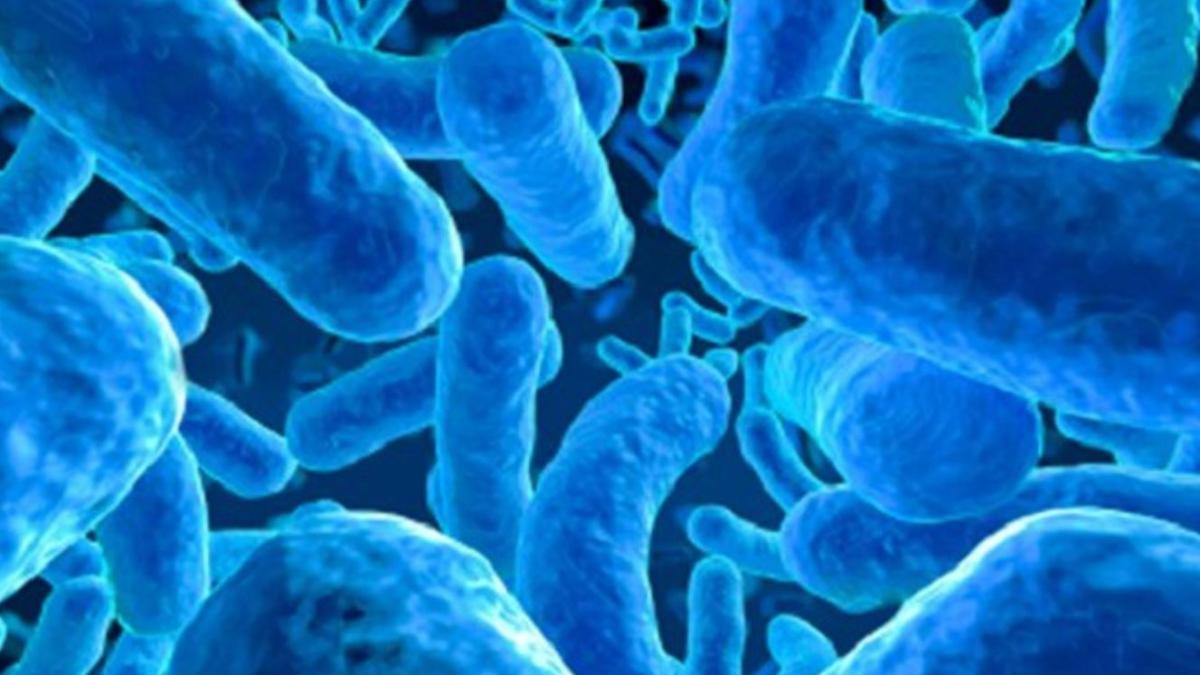 пробиотики