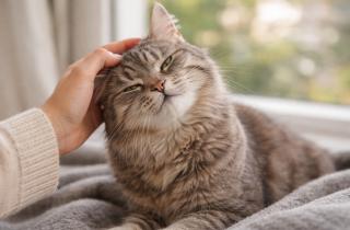 Мурлыканье против инфаркта: 10 научно доказанных причин, почему кошка в доме — лучший биохакинг для вашего сердца в 2026 году