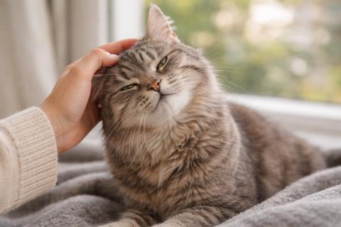 Мурлыканье против инфаркта: 10 научно доказанных причин, почему кошка в доме — лучший биохакинг для вашего сердца в 2026 году