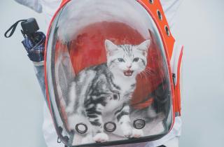 Почему Гертруда — это новая Мурка? Код благородства в именах собак