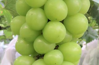 Почему я боюсь есть виноград на диете и как он на самом деле сжигает жир?