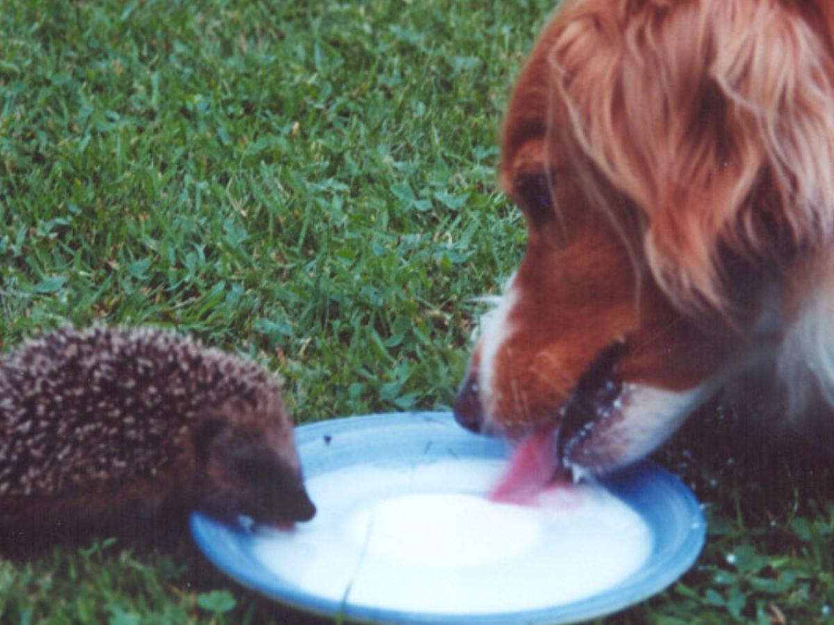 Карликовый ёж в доме: как не допустить ожирения и агрессии - 5 главных правил