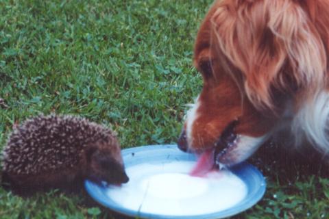 Карликовый ёж в доме: как не допустить ожирения и агрессии - 5 главных правил