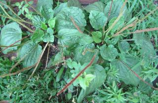 Подорожник и здоровье вашей кожи: удивительные традиции в домашних ритуалах