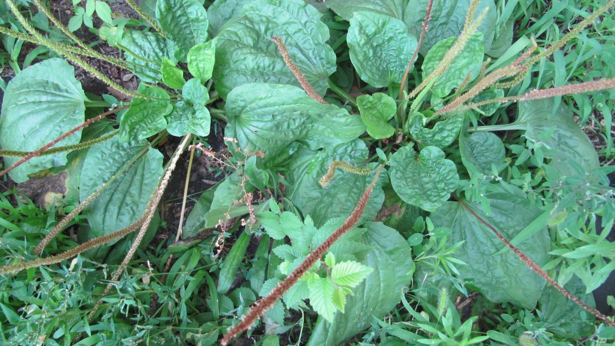 Подорожник большой