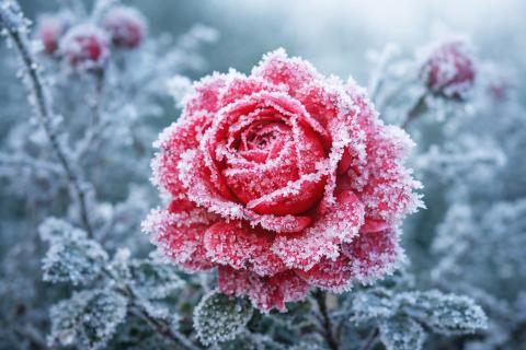 Почему эксперты Byrdie называют розовую воду «жидким золотом» для кожи и как её правильно пить