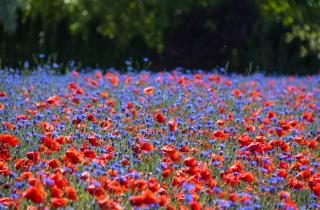 Зависть в офисе: как синдром высокого мака влияет на дружбу и карьеру