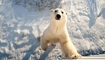 В Эстонском зоопарке усыпили медведя, подаренного Москвой