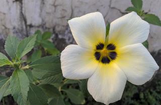 От древних ритуалов до научных мифов: истина о дамиане, которую вы не знали