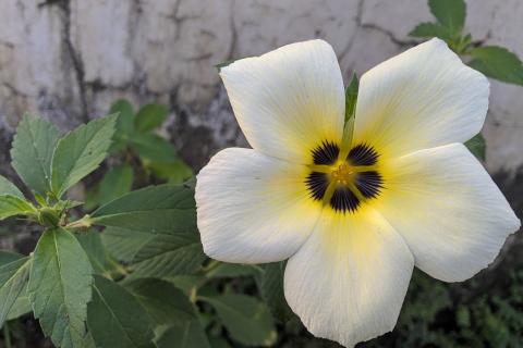 От древних ритуалов до научных мифов: истина о дамиане, которую вы не знали