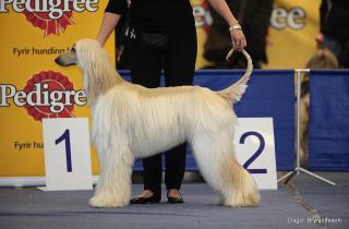 Как воспитать тихого питомца: секреты для спокойного собачьего характера