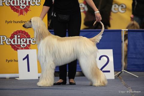 Как воспитать тихого питомца: секреты для спокойного собачьего характера