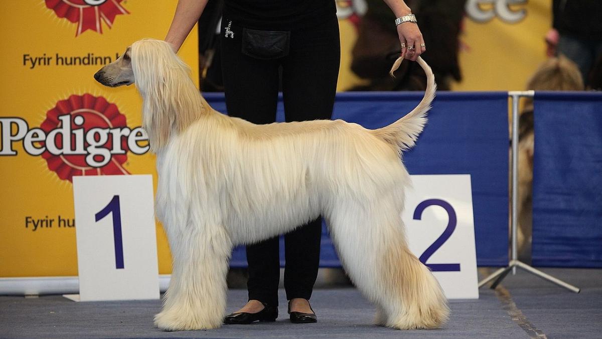 Афганская борзая