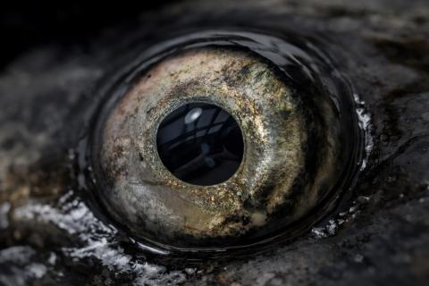 Эффект биоаккумуляции: 5 видов рыбы, которые надо навсегда вычеркнуть из своего меню