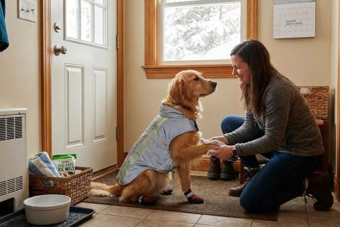 Сладкая смерть: почему эколог Оксана Литвинова предупреждает владельцев собак об опасности антифриза на зимних дорогах