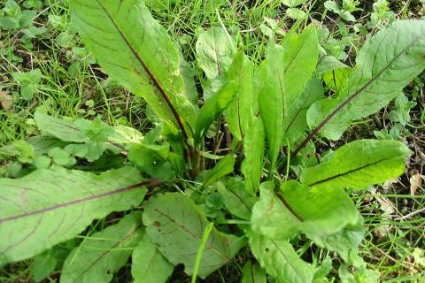 Проблемы со здоровьем из-за щавелевой кислоты: когда стоит беспокоиться?